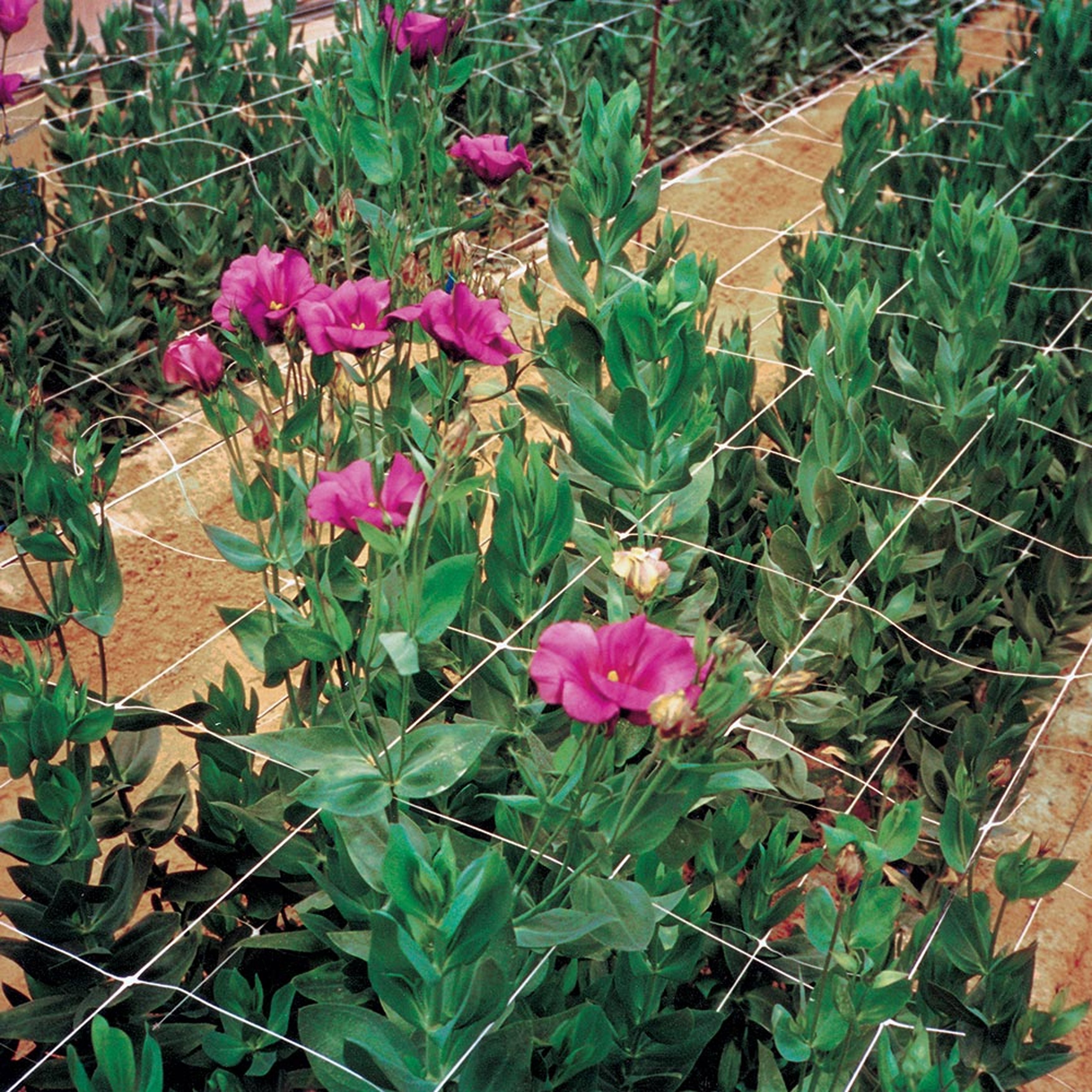 TENAX HORTONOVA TRELLIS NET - Thumbnail 4