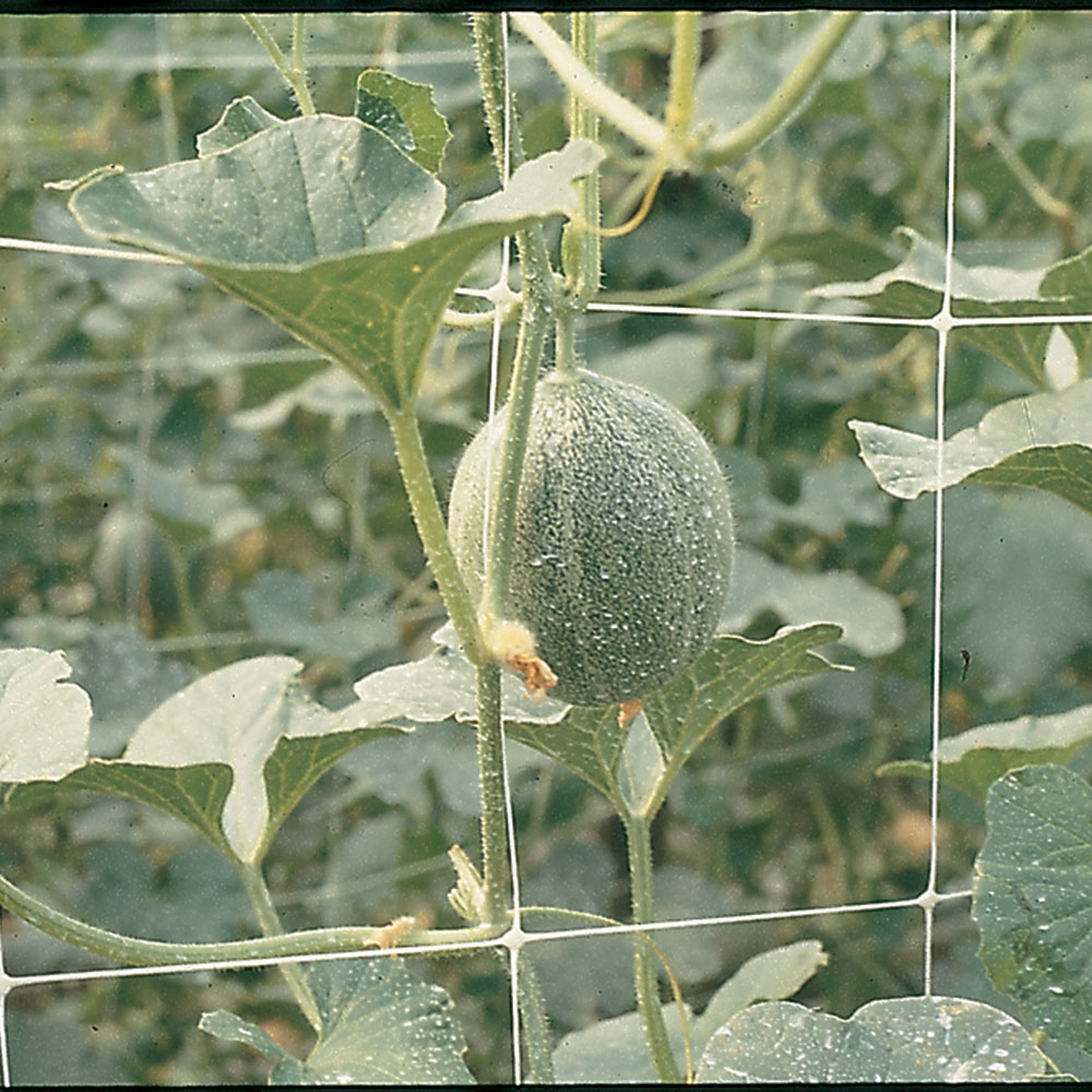 Tenax Hortonova Trellis Net