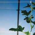 Tenax Hortonova Trellis Net SM Plant Support Netting 48"x10,000' - 1A150148