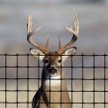 Tenax Deer Fence Pro (7.5' x 165') - 1A180358 