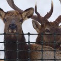 Tenax Elk Control Fence 6' X 100' Black 2A110185