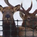 Tenax Elk Control Fence 7.5' x 100' (Black)