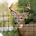 Tenax C-Flex T Economy Deer Fence 8' x 330' Black 2A120056
