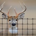 Tenax C-Flex P Premium Deer Utility Fence 7.5' X 100' Black 1A120386