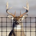 Tenax Deer Net Folded DIY Deer Fence Kit 7' x 100' Black 2A130002