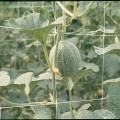 Tenax Hortonova Trellis Net LM 120" x 500'