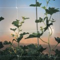 Tenax Hortonova Trellis Net LM 120" x 500'