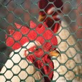 Tenax Poultry Fence 4' x 50' Black 72120346