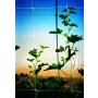 Tenax Hortonova Trellis Net LM Plant Support Netting 59" X 10,000 (1A150149)