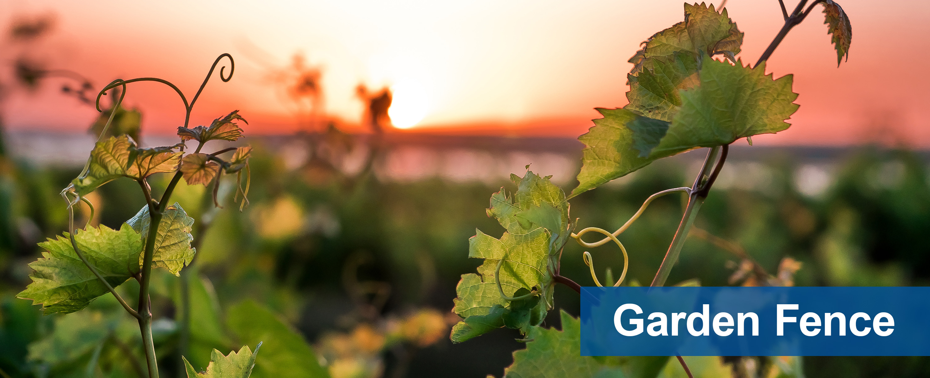 garden fence for vineyards