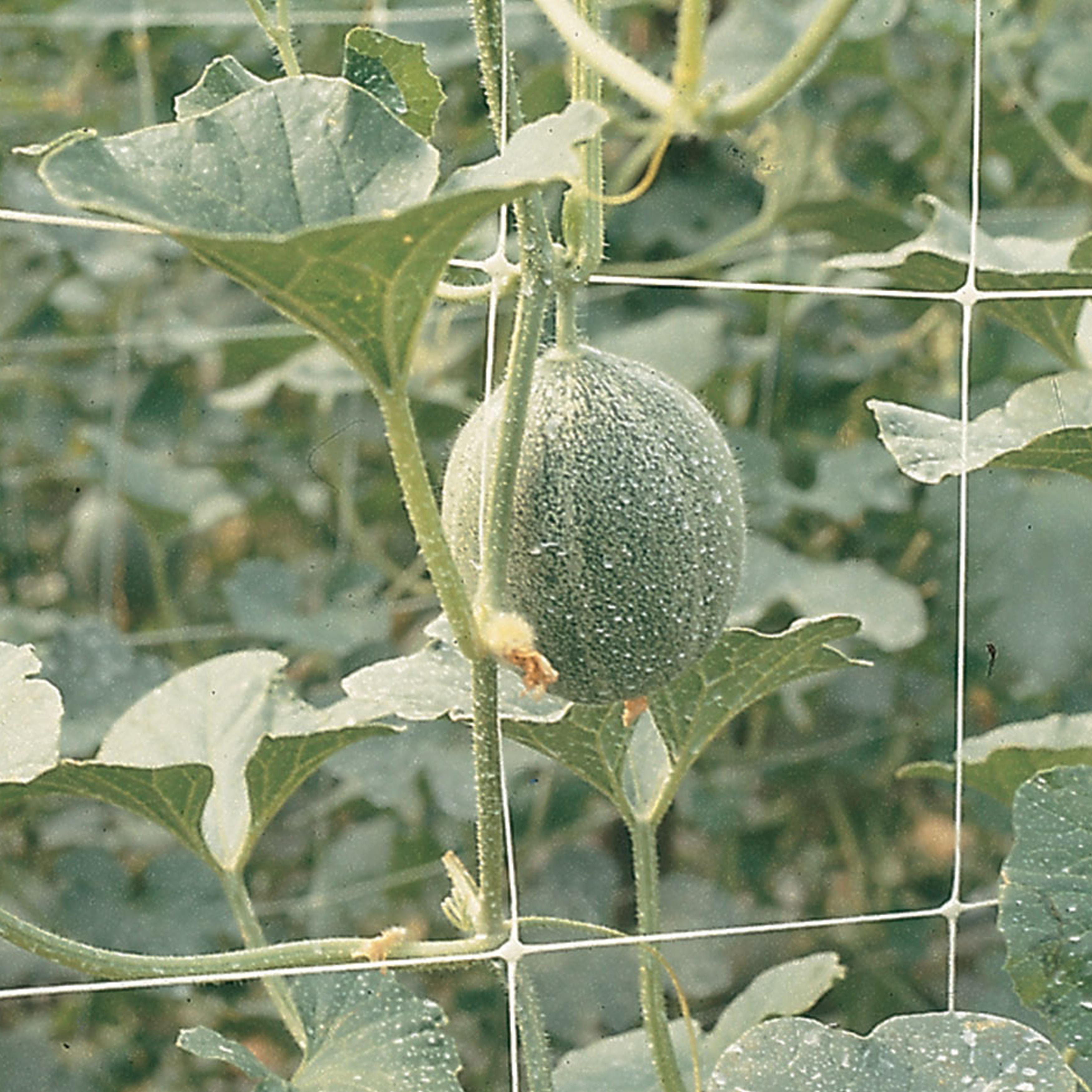 support netting