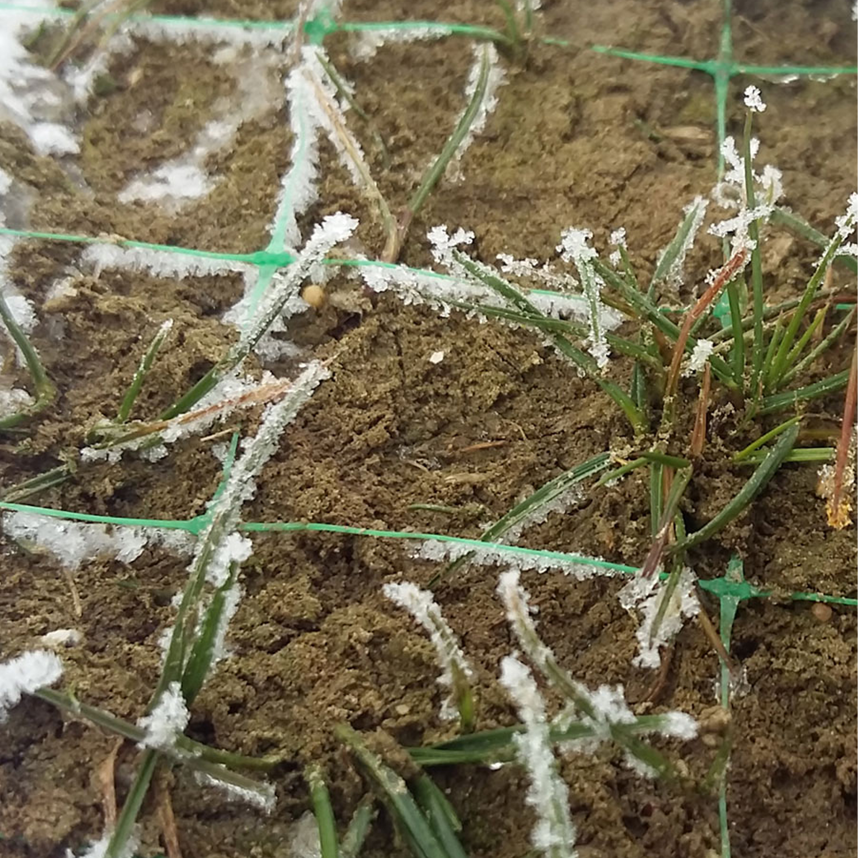 tenax radix sod netting